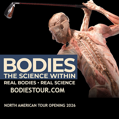 Bodies